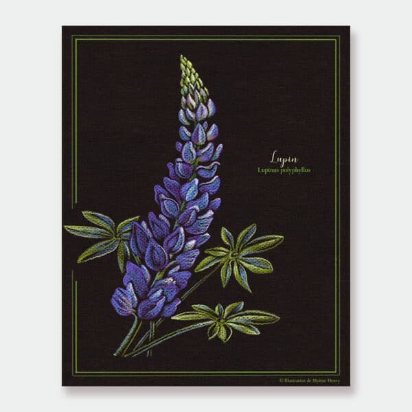 Affiche - Lupin (série fleurs sauvages)
